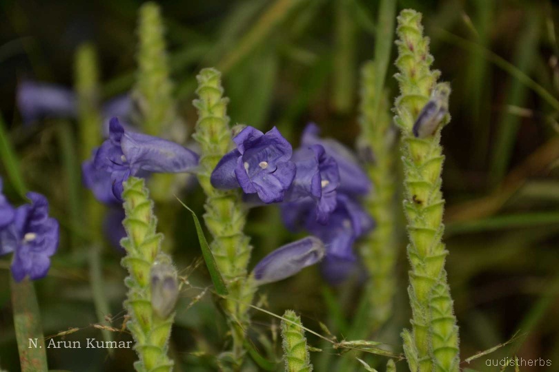 Perilepta auriculata flower1.jpg